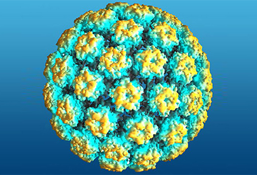 LAM-ULg-HPV